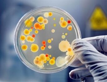 Bakterioek prostatitis kronikoa sor dezakete