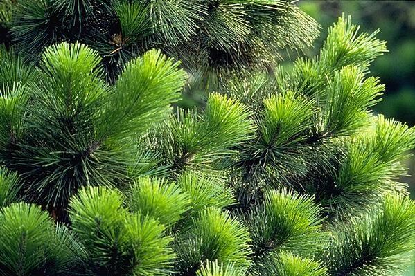 prostatitisaren tratamendurako orratzak